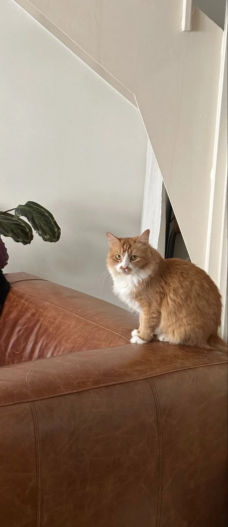 CREME DE JOUR,  Mixed Breed for adoption at Le Chat Doc