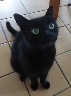 CROCMOU de G,  Mixed Breed for adoption at Le Chat Doc