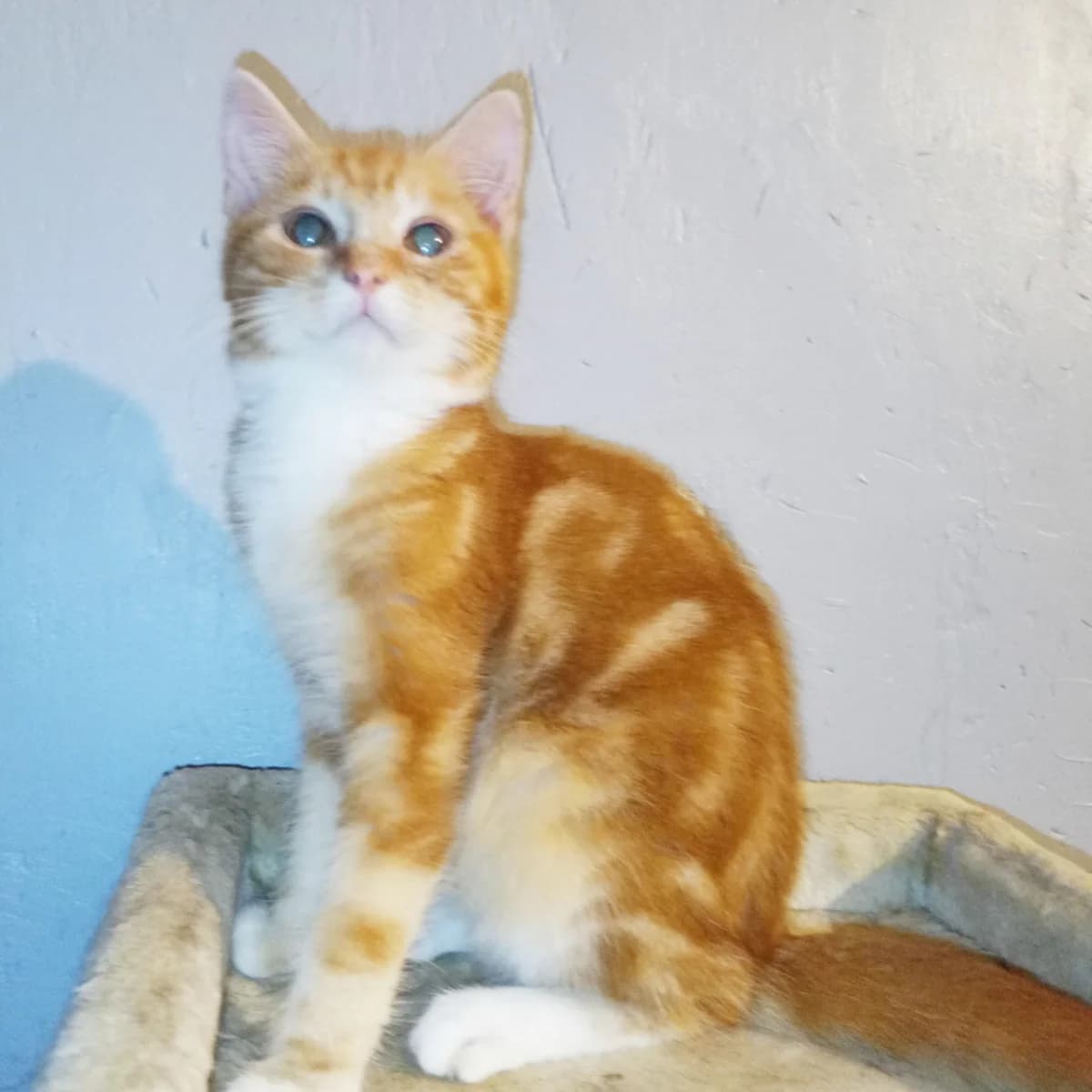 DEVLON,  Mixed Breed for adoption at Le Chat Doc