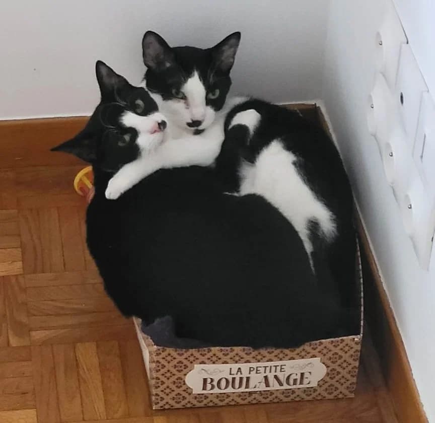 DODO et ACHILLE,  Mixed Breed for adoption at Le Chat Doc
