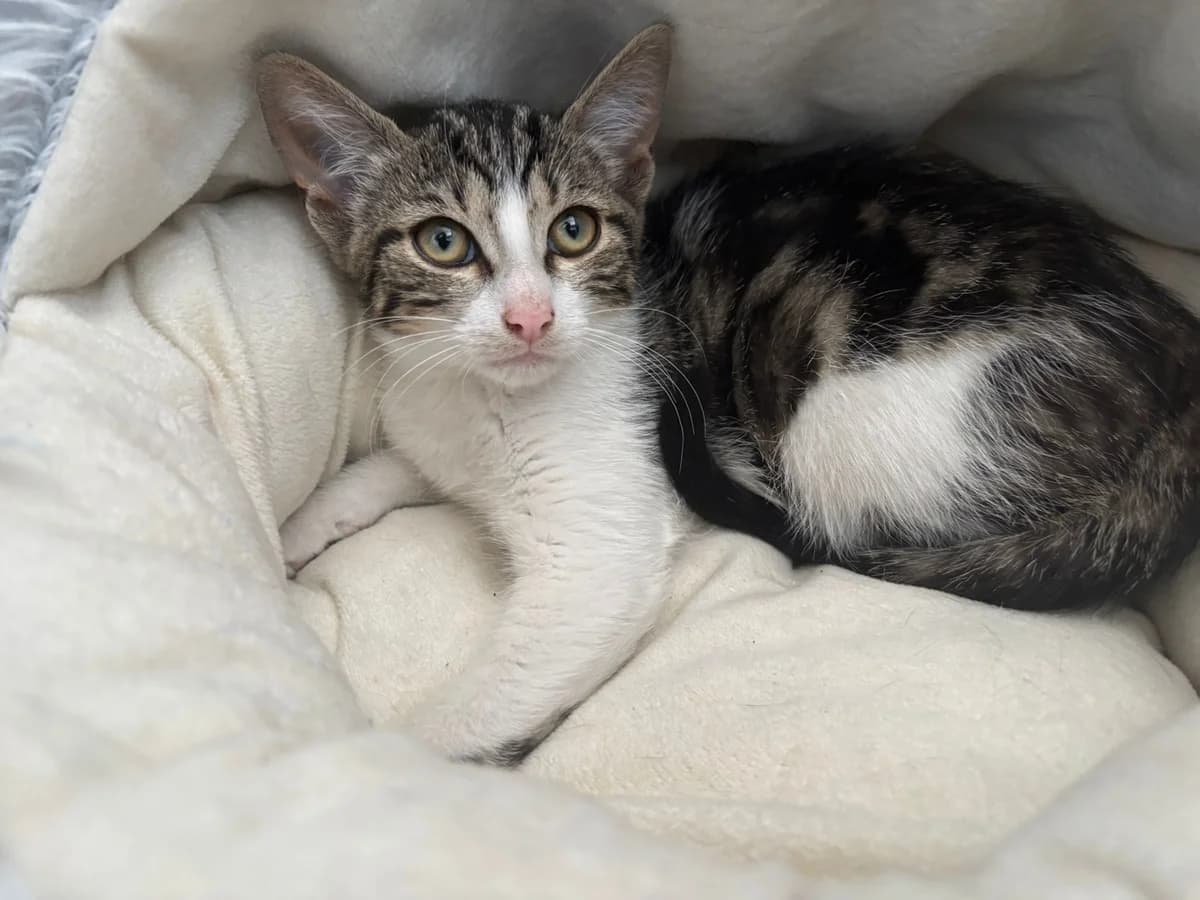 ELECTROLUX,  Mixed Breed for adoption at Le Chat Doc
