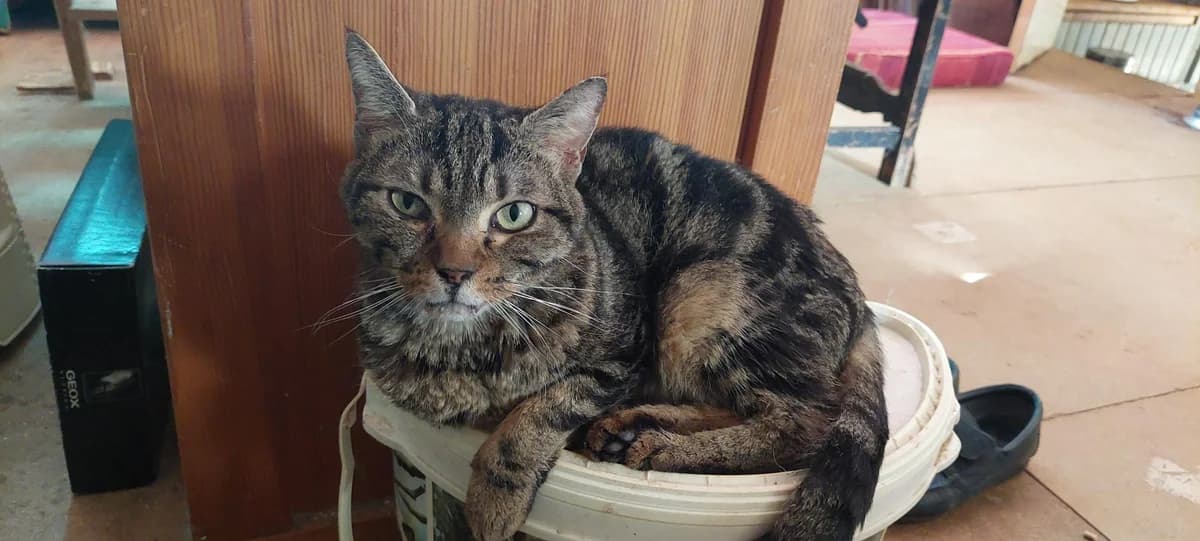 EMILE,  Mixed Breed for adoption at Le Chat Doc