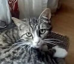 GAZA,  Mixed Breed for adoption at Le Chat Doc