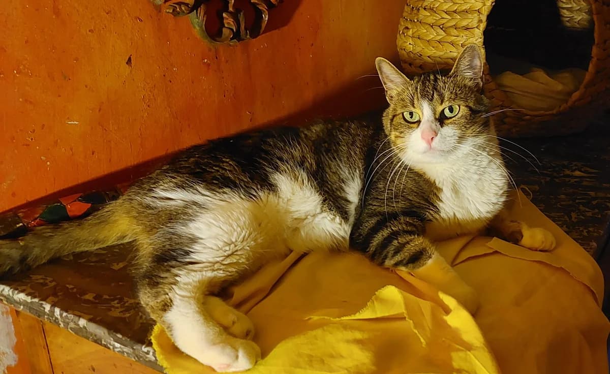 GEDEON,  Mixed Breed for adoption at Le Chat Doc