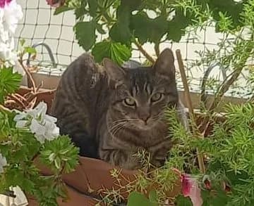 GENTIL CASTOR,  Mixed Breed for adoption at Le Chat Doc