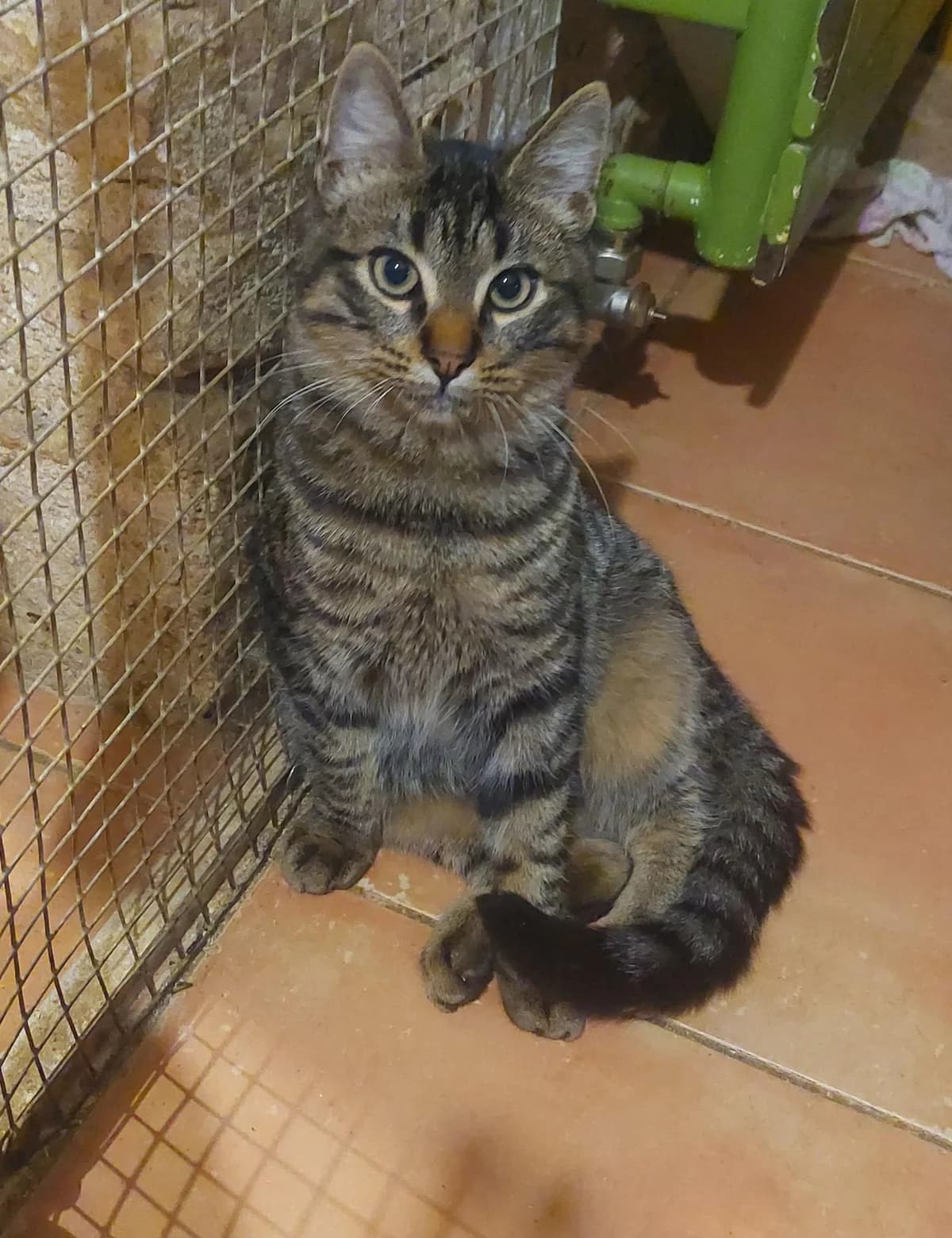 GOLDEN,  Mixed Breed for adoption at Le Chat Doc