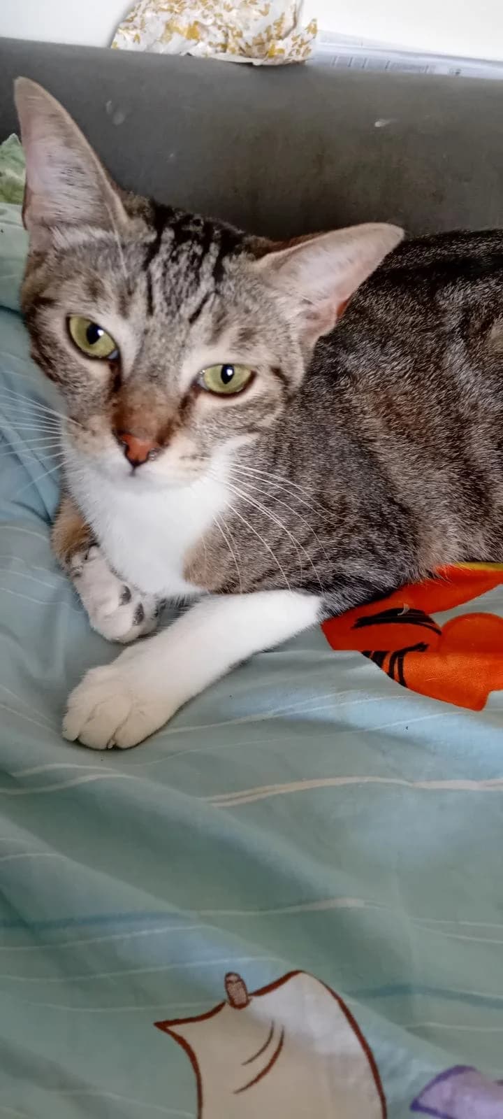 GREY,  Mixed Breed for adoption at Le Chat Doc