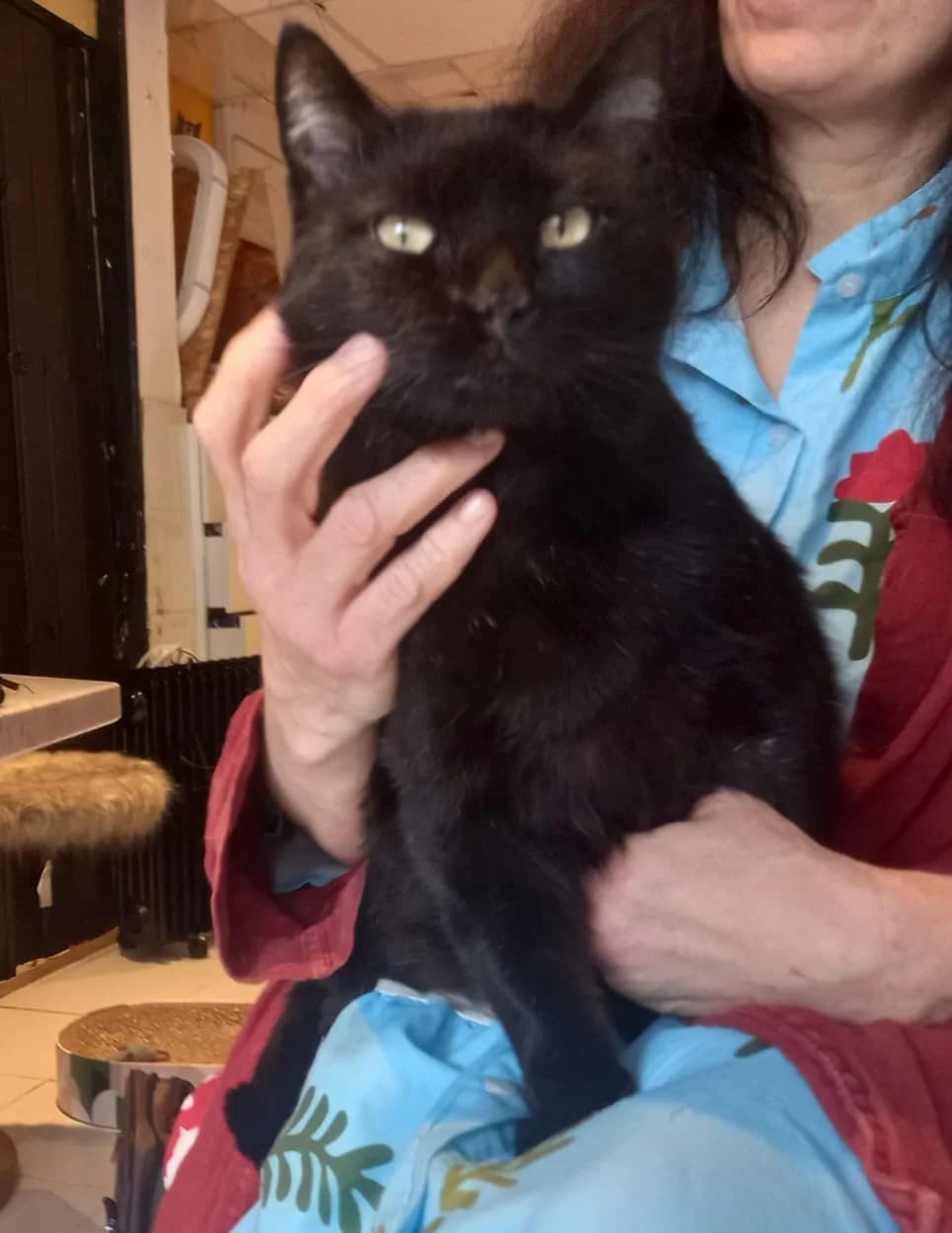 HALLOWEEN,  Mixed Breed for adoption at Le Chat Doc