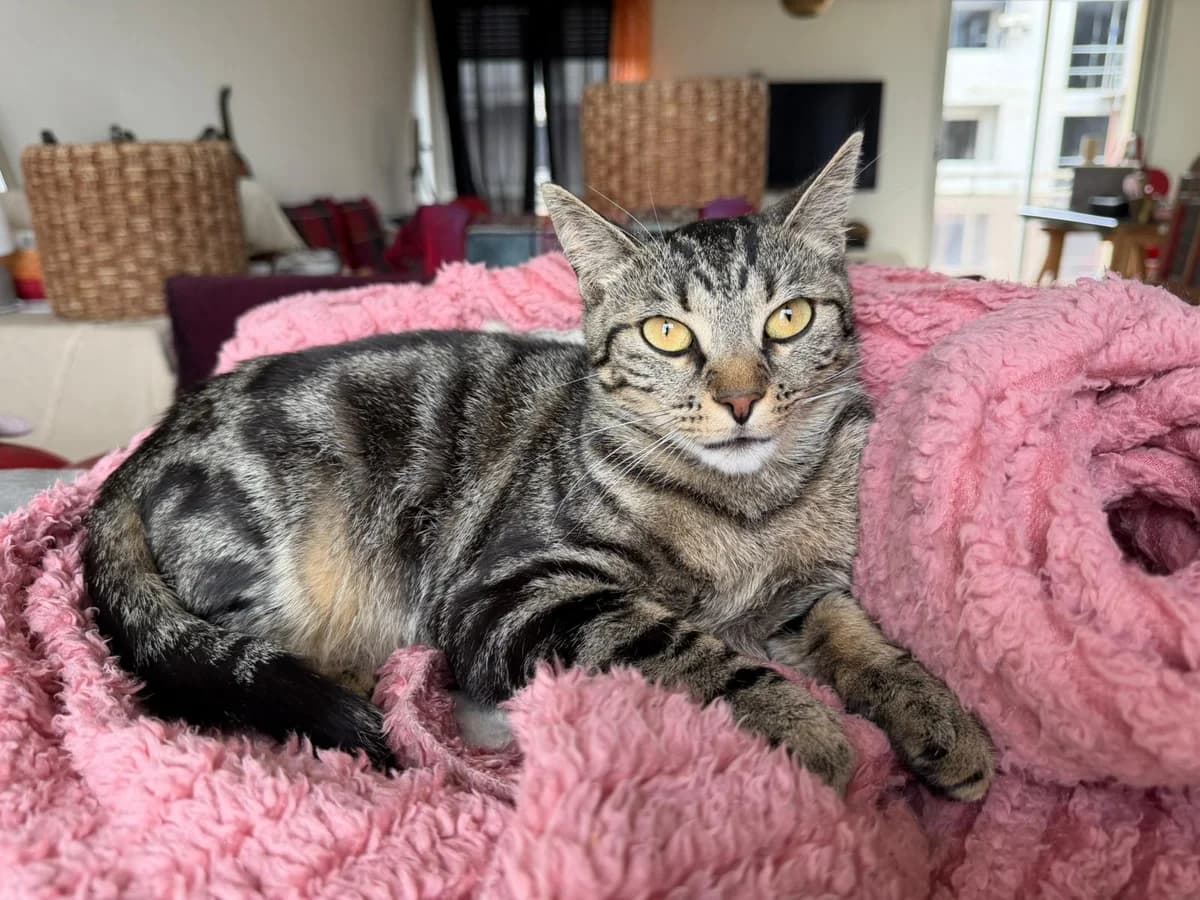 IZEM,  Mixed Breed for adoption at Le Chat Doc