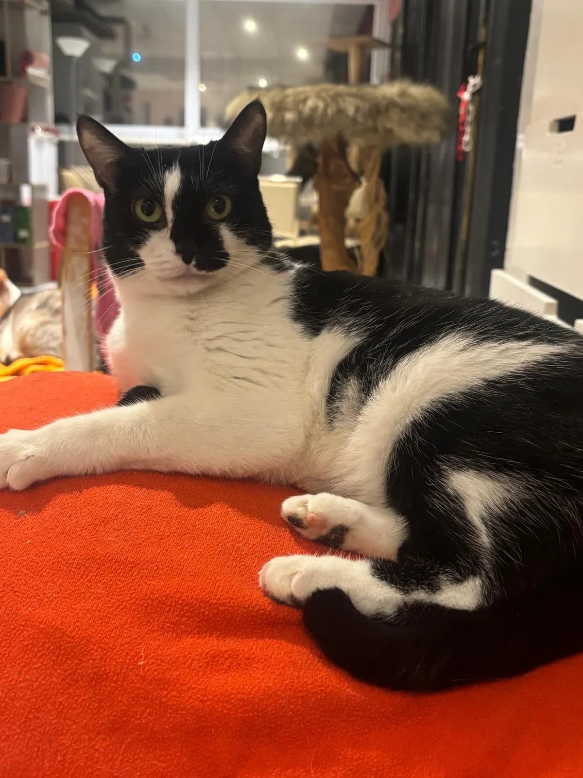 JULIETTE,  Mixed Breed for adoption at Le Chat Doc