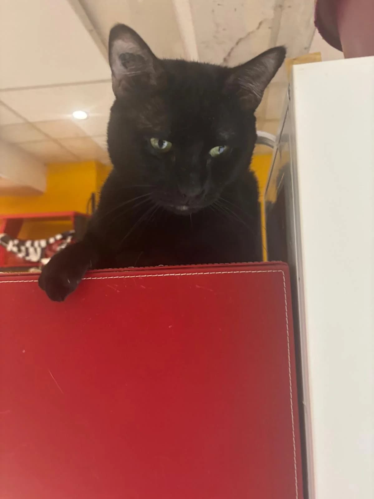 KIMOMOON,  Mixed Breed for adoption at Le Chat Doc