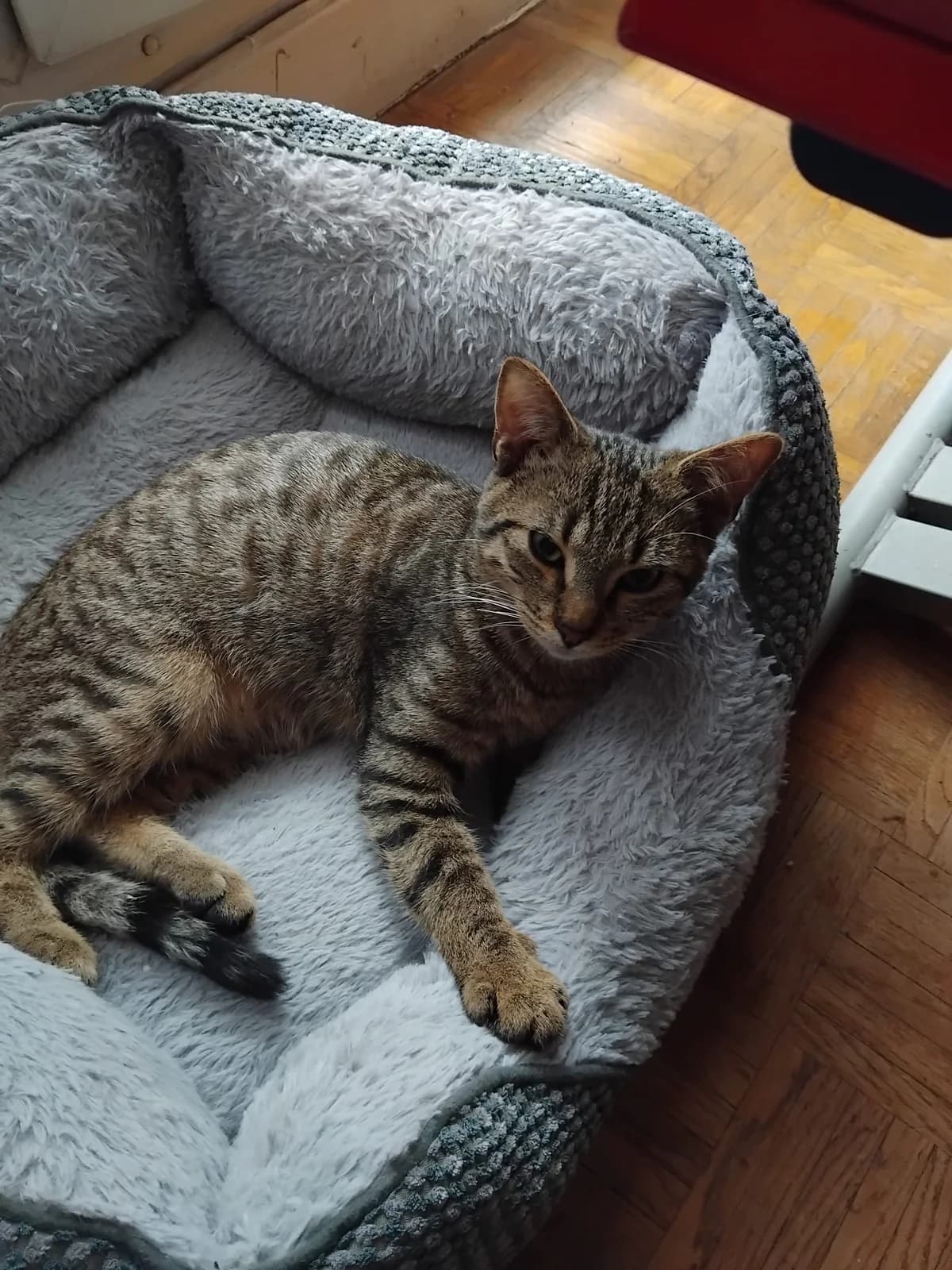 LEMARAI,  Mixed Breed for adoption at Le Chat Doc