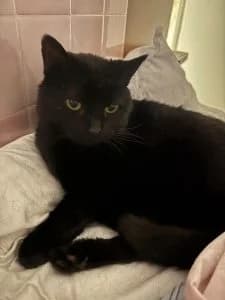 MARIE,  Mixed Breed for adoption at Le Chat Doc