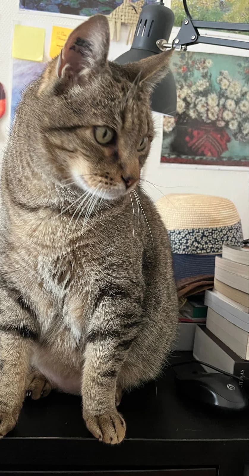 MAXOU,  Mixed Breed for adoption at Le Chat Doc