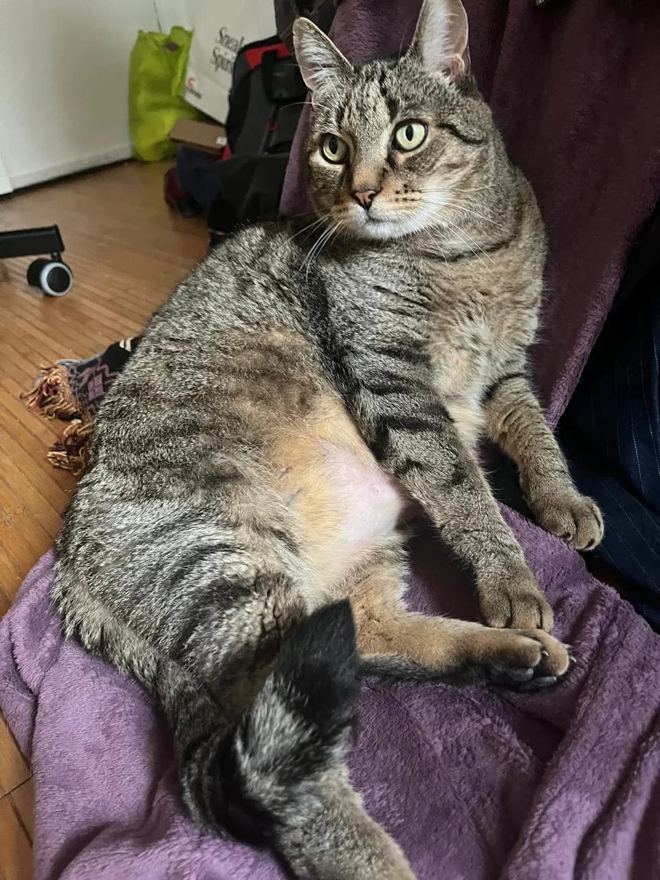 MAXOU,  Mixed Breed for adoption at Le Chat Doc