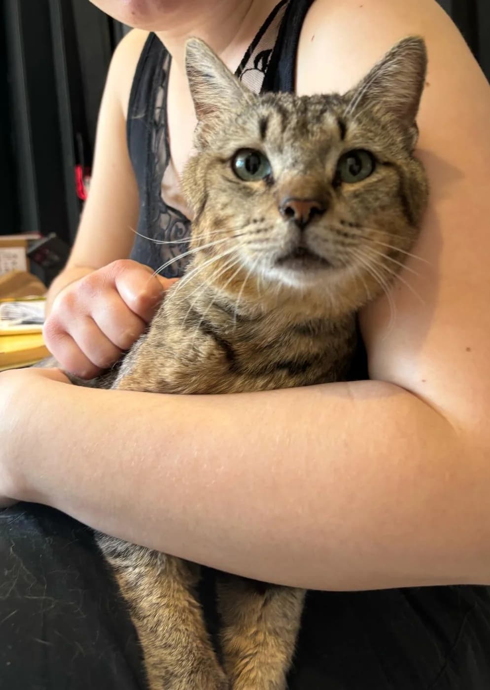 MILORD,  Mixed Breed for adoption at Le Chat Doc