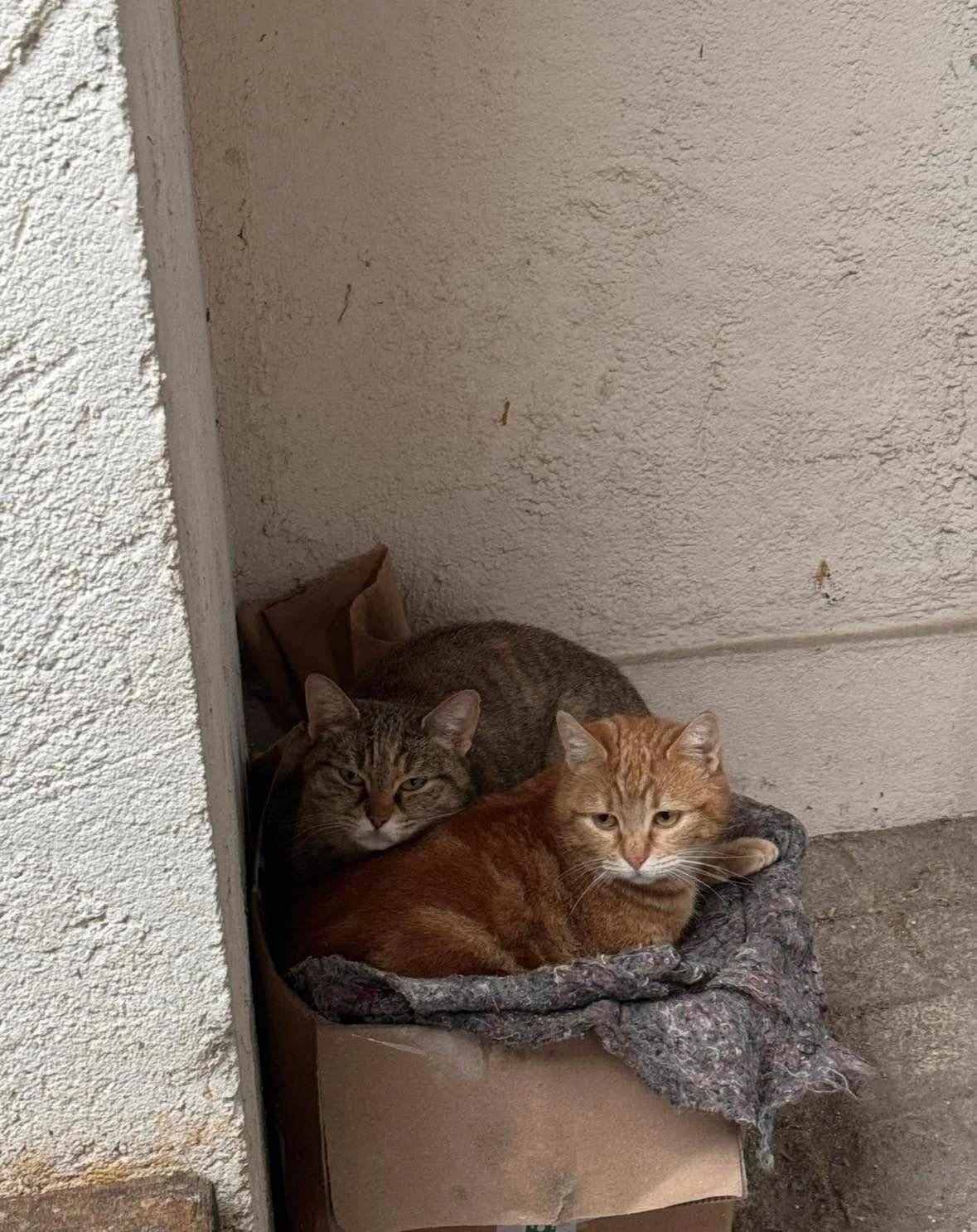 MIMINE & ROUGEE,  Mixed Breed for adoption at Le Chat Doc