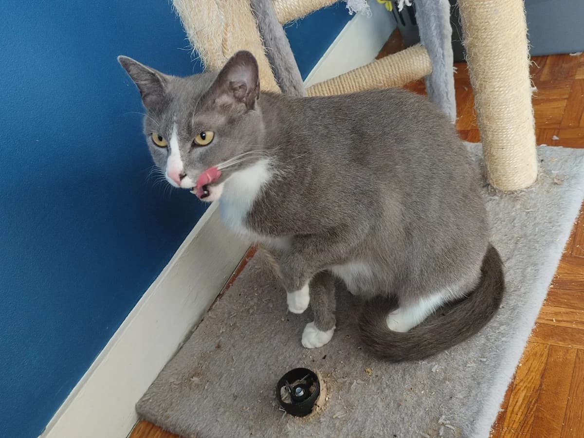 MISSOURI,  Mixed Breed for adoption at Le Chat Doc