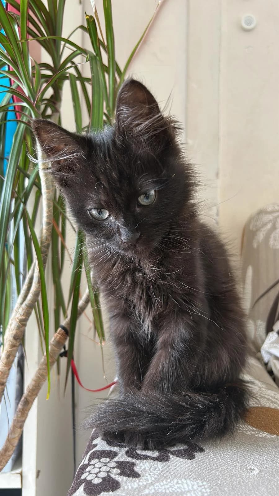 MISTAKE,  Mixed Breed for adoption at Le Chat Doc