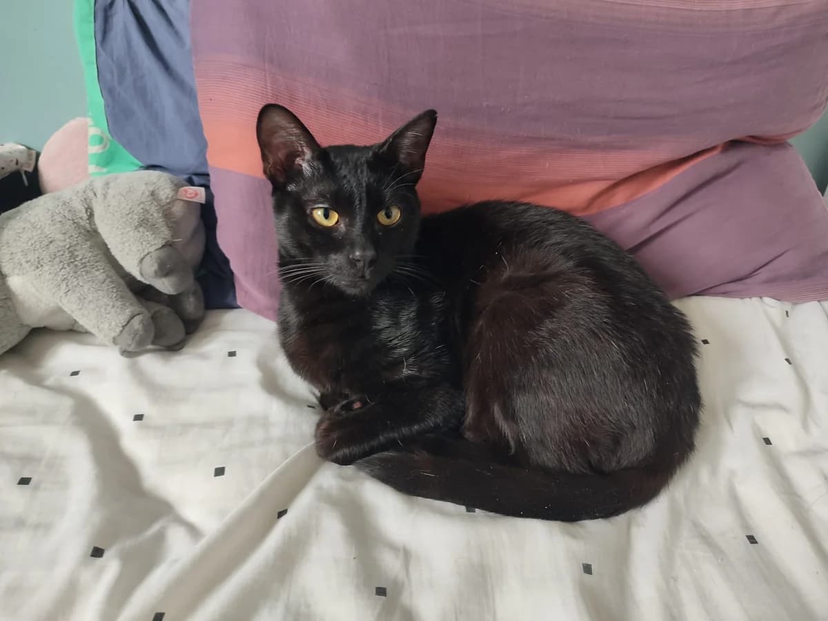 MOMO,  Mixed Breed for adoption at Le Chat Doc