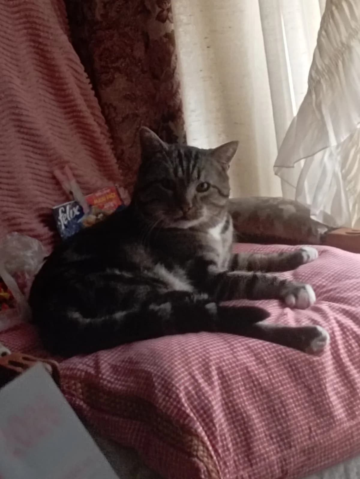 MUFASA,  Mixed Breed for adoption at Le Chat Doc