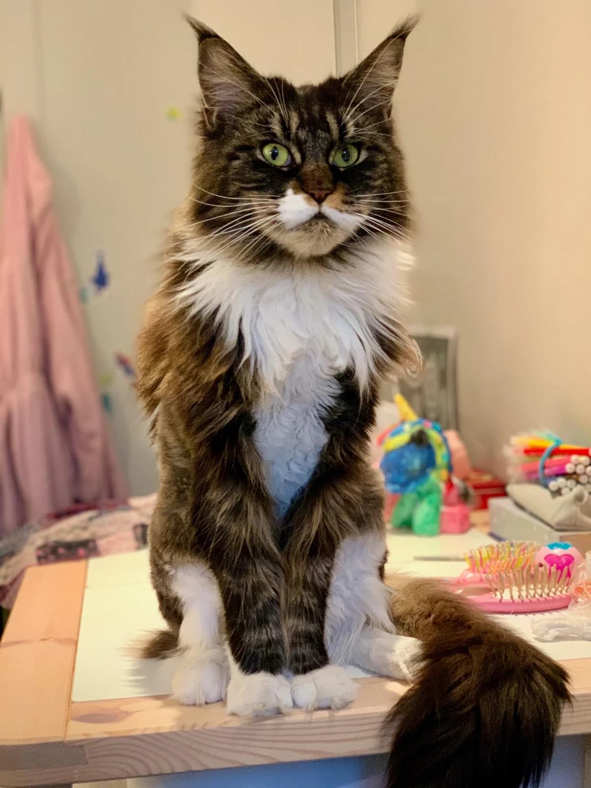 OUKOUME,  Mixed Breed for adoption at Le Chat Doc