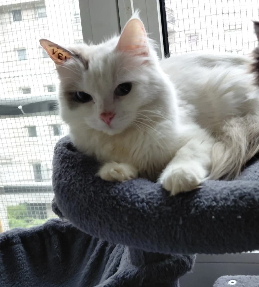 OURAGAN,  Mixed Breed for adoption at Le Chat Doc