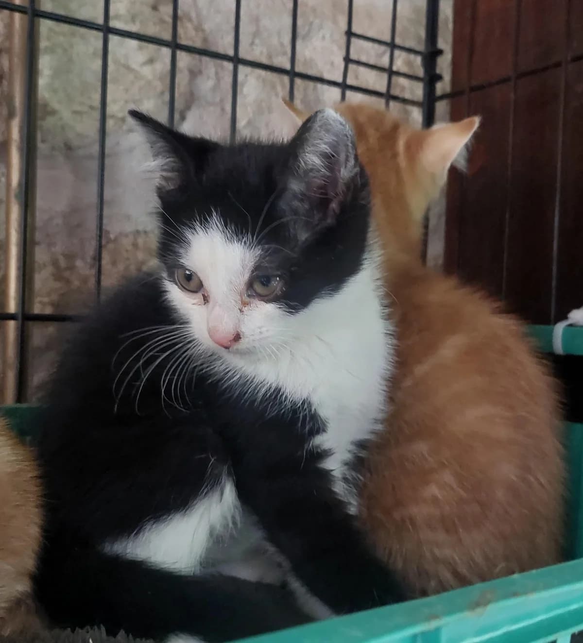 PLEUROTTE,  Mixed Breed for adoption at Le Chat Doc