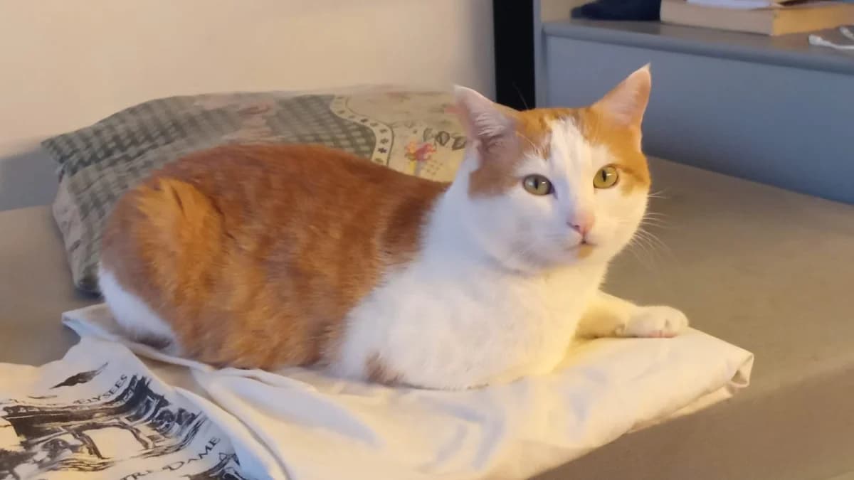 RAZMO,  Mixed Breed for adoption at Le Chat Doc