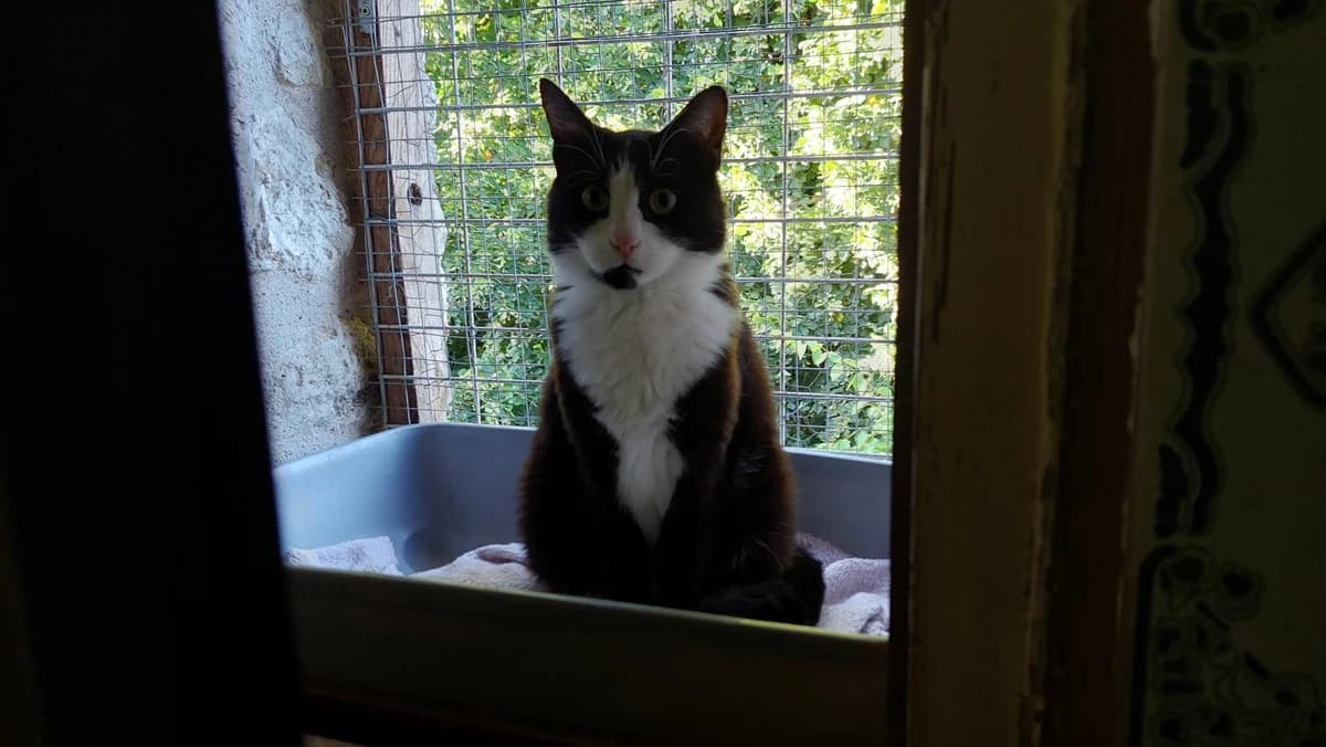 BROOKE,  Mixed Breed for adoption at Le Chat Doc