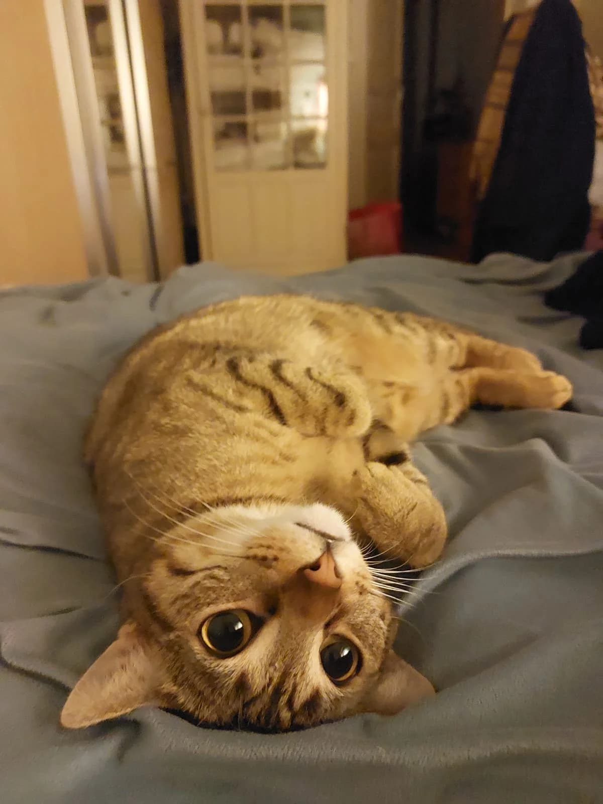 SATELLITE,  Mixed Breed for adoption at Le Chat Doc