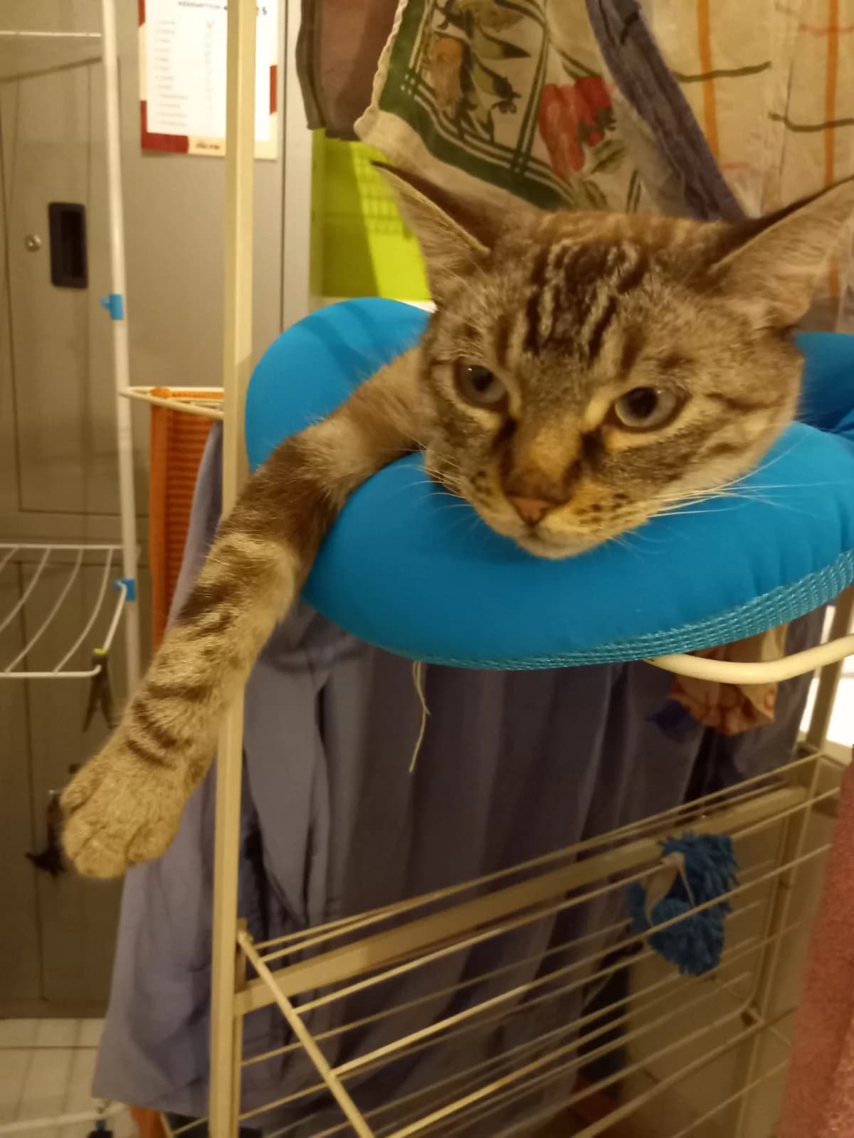 SISYMPA,  Mixed Breed for adoption at Le Chat Doc