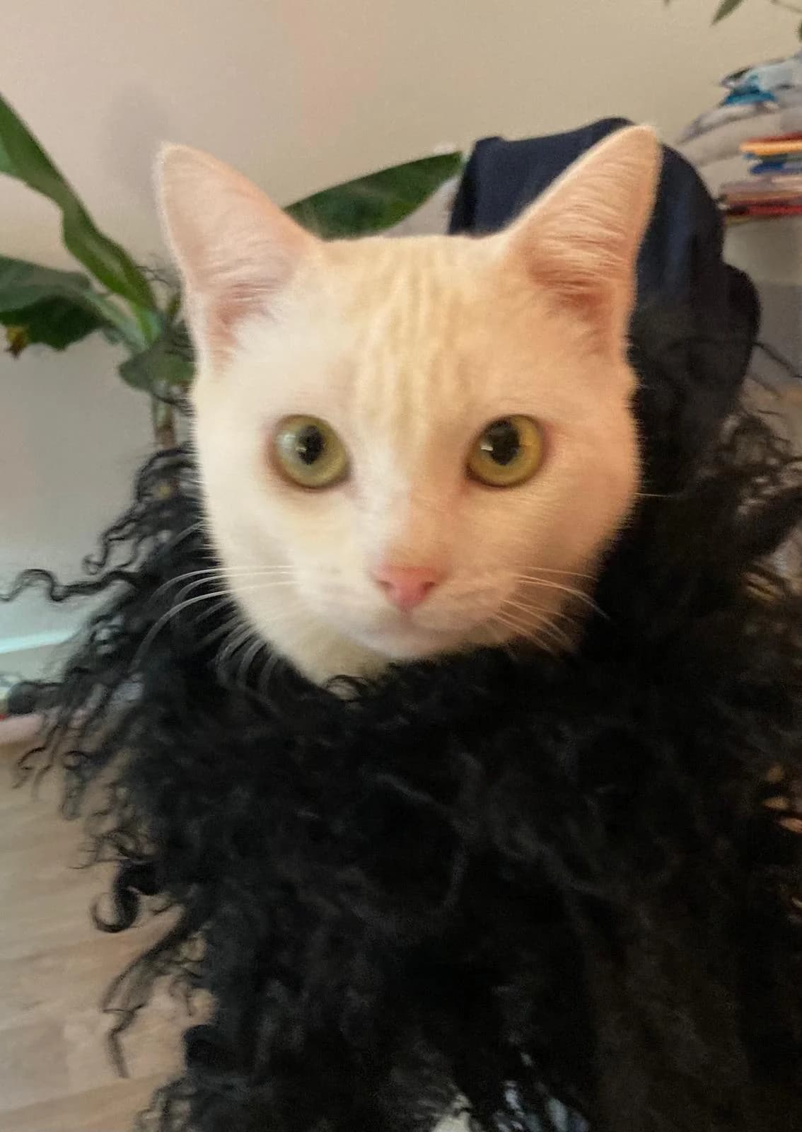 SNOOPY,  Mixed Breed for adoption at Le Chat Doc