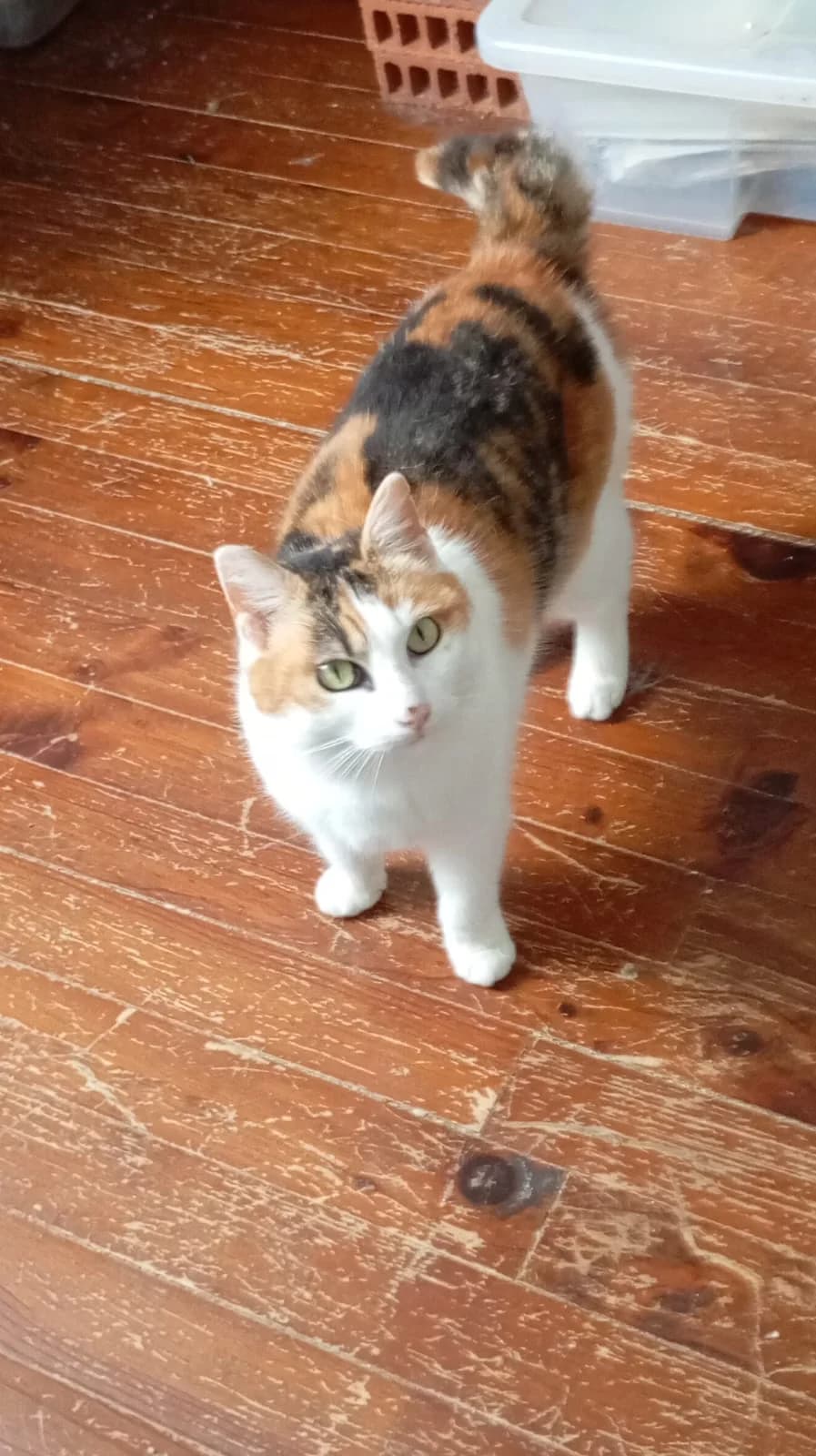 SUCRE D'ORGE,  Mixed Breed for adoption at Le Chat Doc