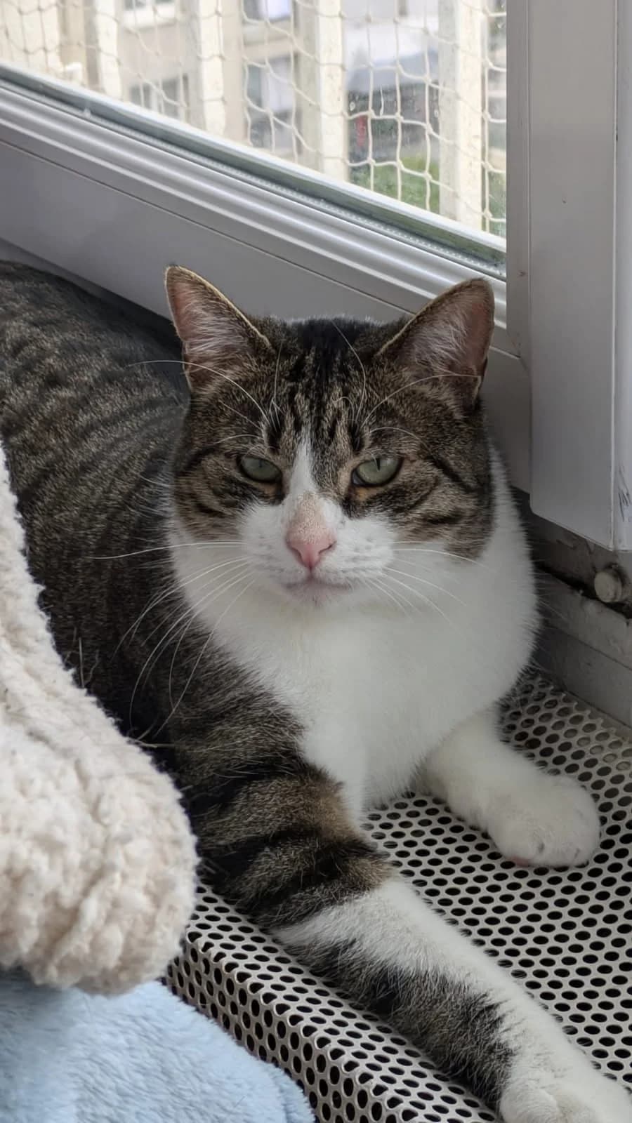 TAIGER,  Mixed Breed for adoption at Le Chat Doc