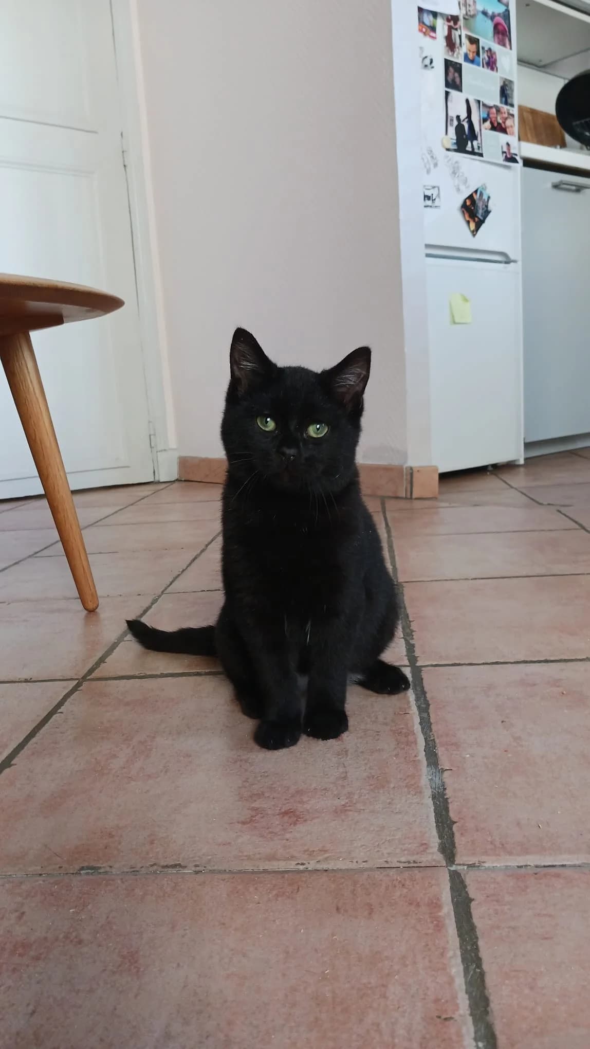 TEHERAN,  Mixed Breed for adoption at Le Chat Doc