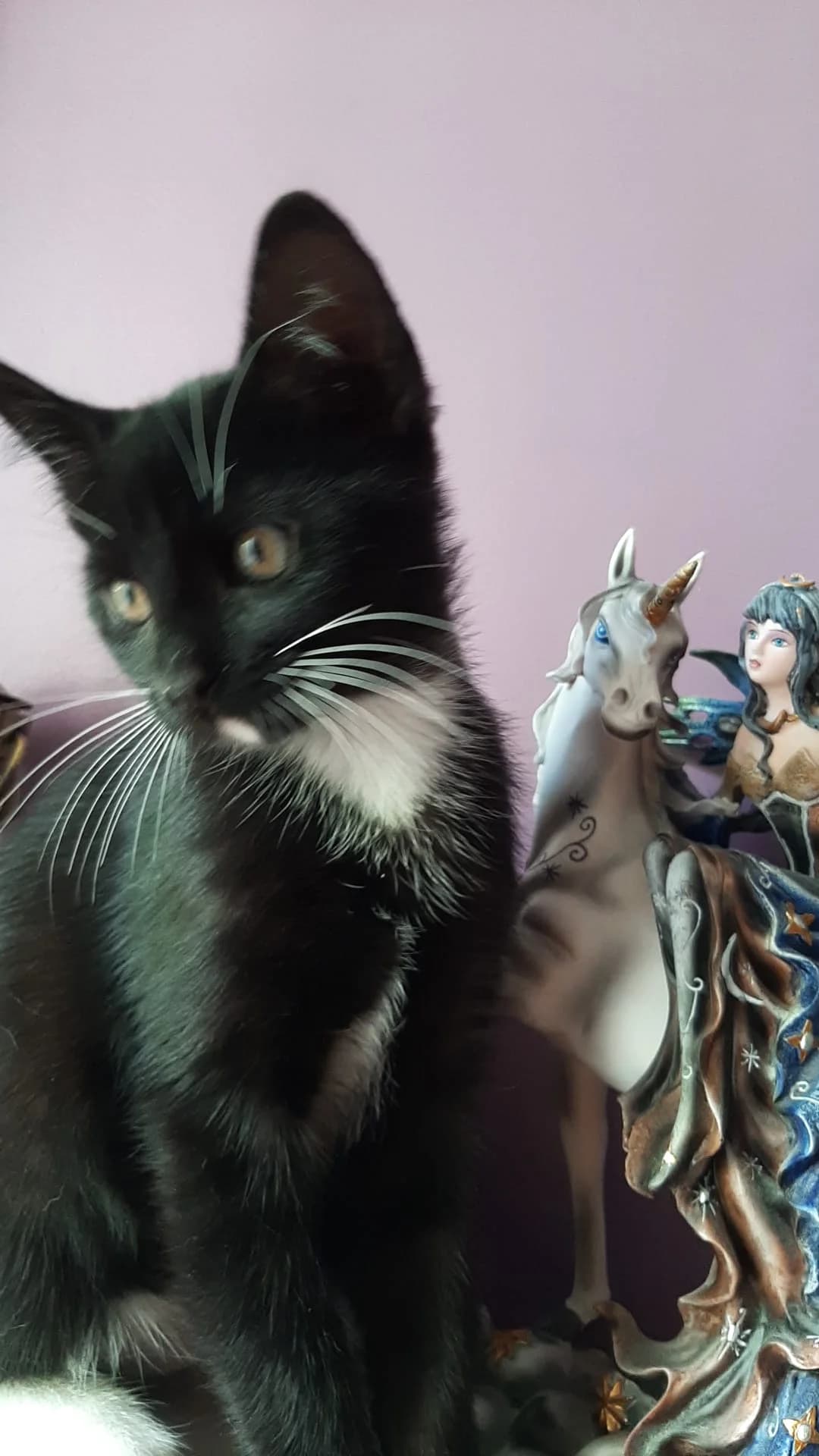 TOP,  Mixed Breed for adoption at Le Chat Doc