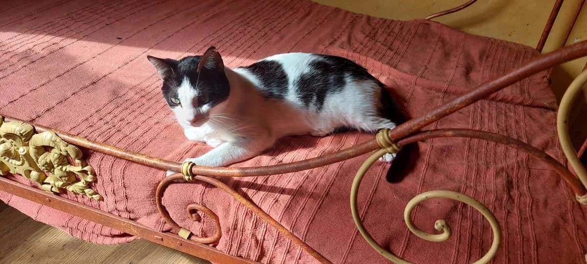 TWISTY de G,  Mixed Breed for adoption at Le Chat Doc