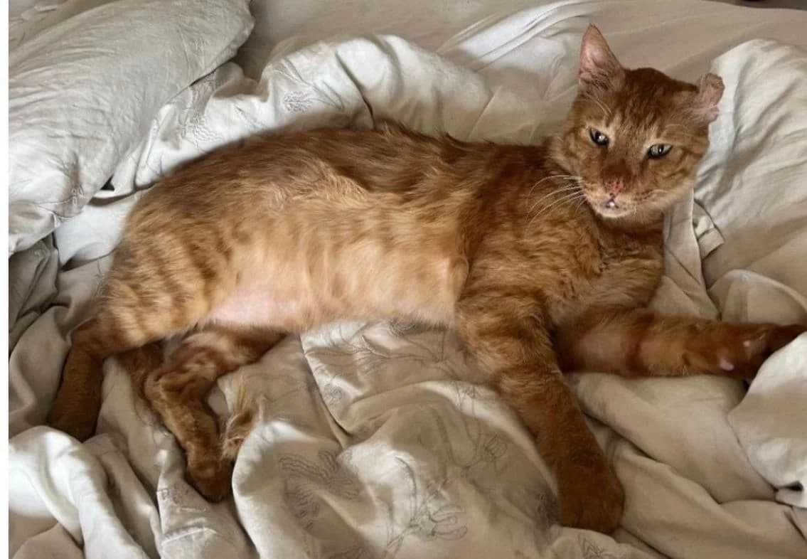 VAN GOGH,  Mixed Breed for adoption at Le Chat Doc