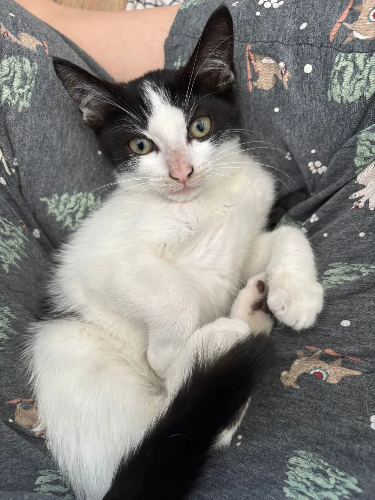 VEDETTE,  Mixed Breed for adoption at Le Chat Doc