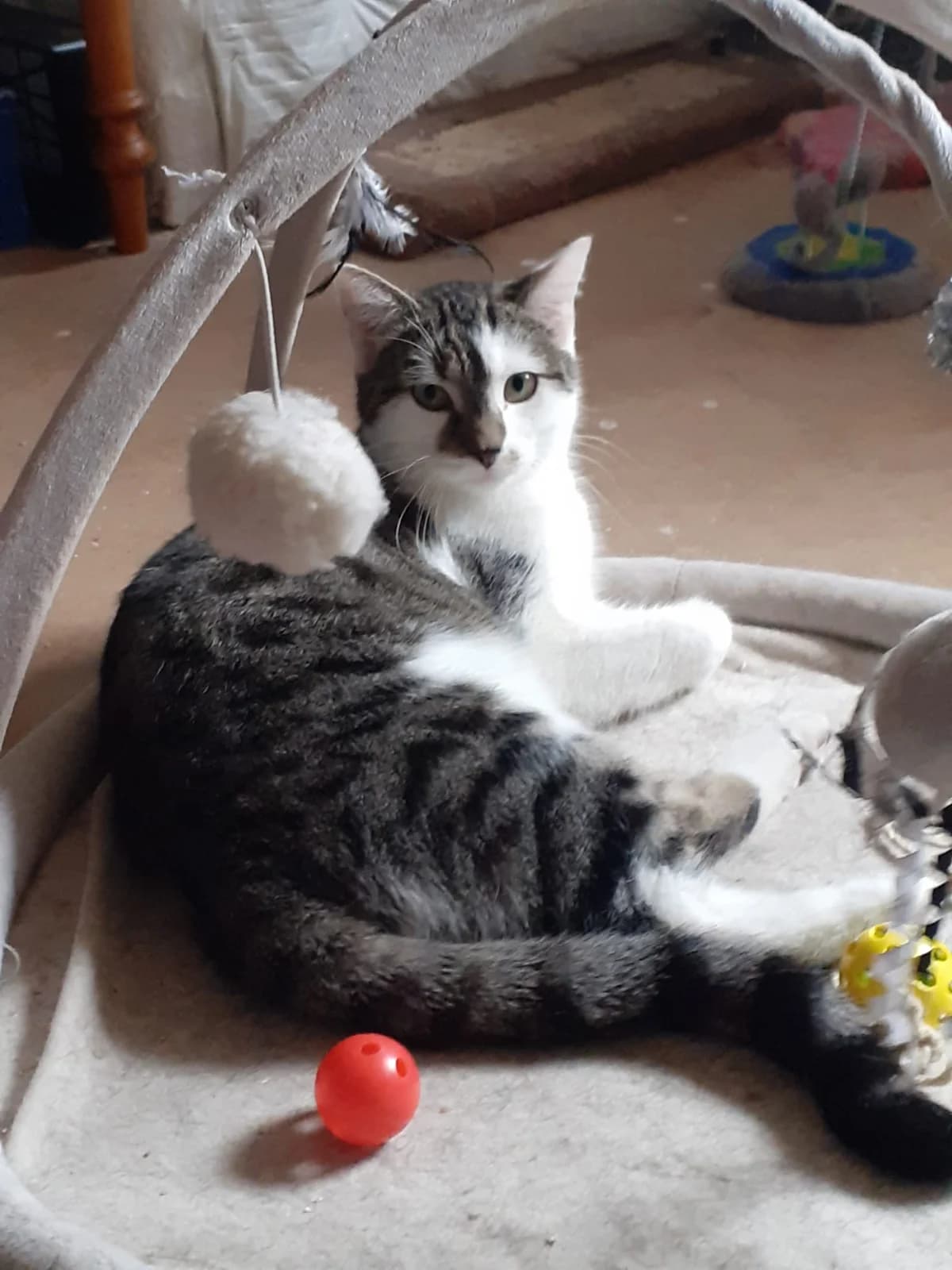 VELASQUEZ,  Mixed Breed for adoption at Le Chat Doc