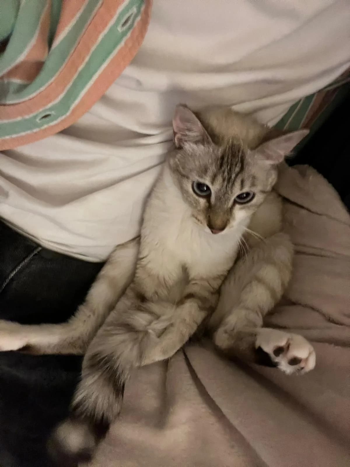WHITNEY/YUI,  Mixed Breed for adoption at Le Chat Doc
