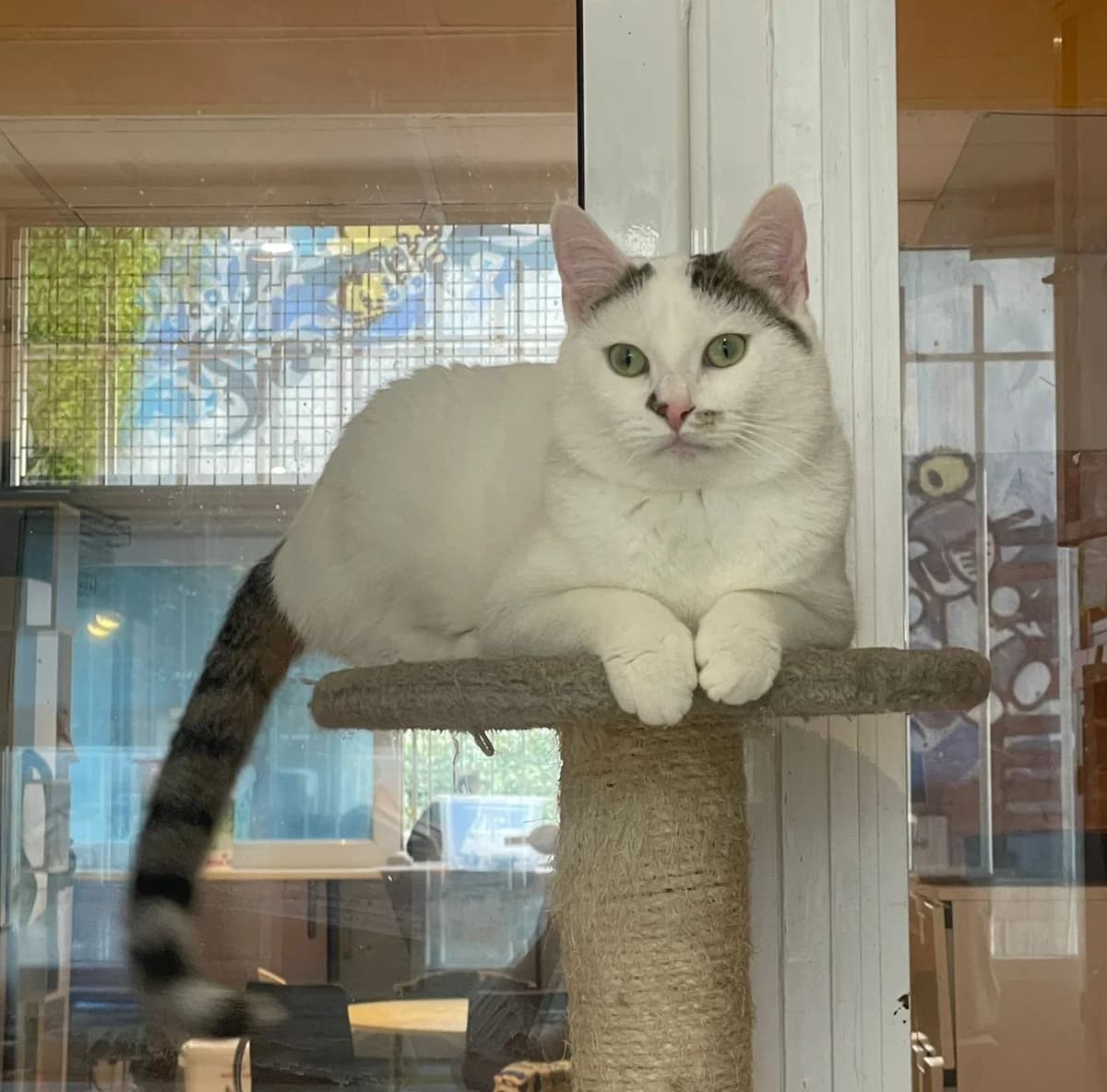 ZAZOU,  Mixed Breed for adoption at Le Chat Doc
