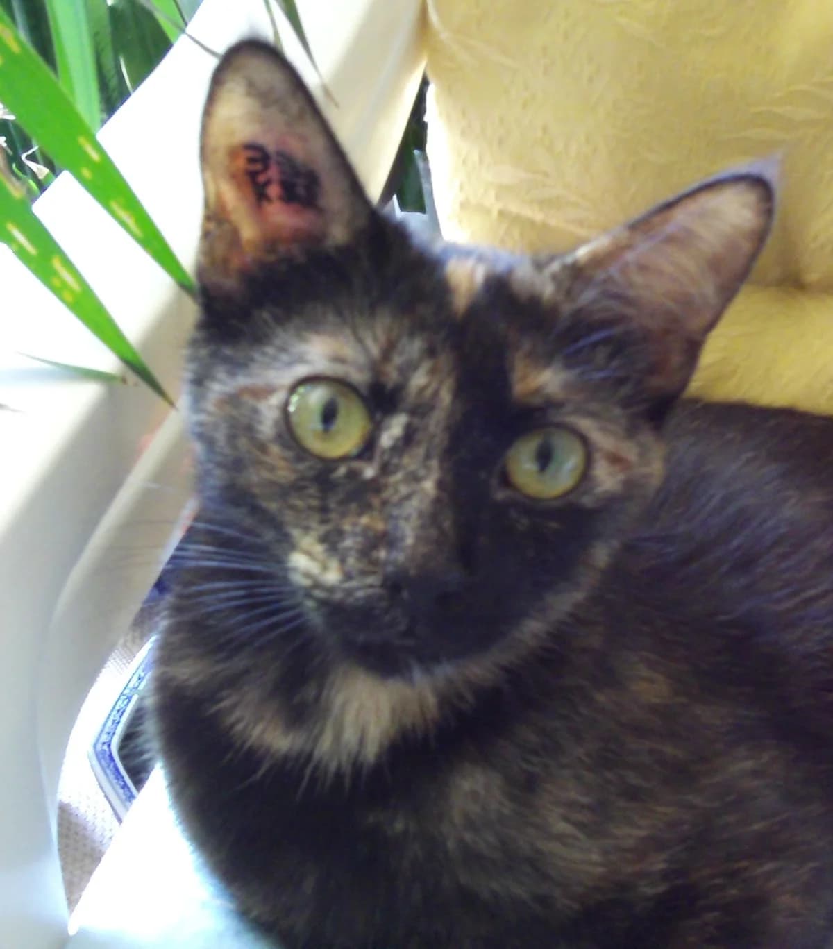 ZELDA,  Mixed Breed for adoption at Le Chat Doc