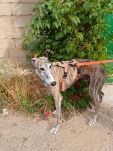 Argos,  senior Greyhound for adoption at Le Clan des Lévriers