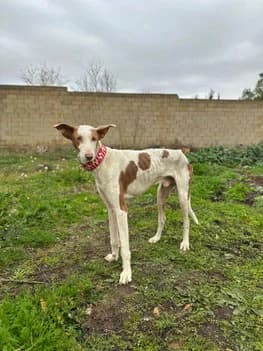 Enzo,  4yo Greyhound for adoption at Le Clan des Lévriers