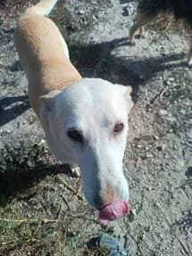 Marisol,  senior Greyhound for adoption at Le Clan des Lévriers