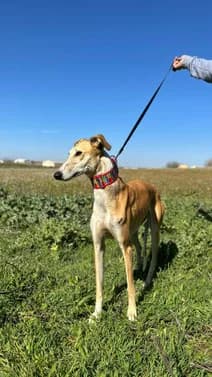 Nayra,  young Greyhound for adoption at Le Clan des Lévriers