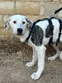 Peca,  puppy Greyhound for adoption at Le Clan des Lévriers