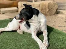Piropo,  senior Greyhound for adoption at Le Clan des Lévriers